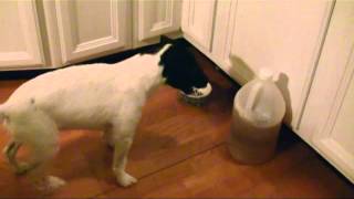 UNO the OCD Dog Jack Russell  Rat Terrier Mix Part 1Vinegar [upl. by Hocker345]