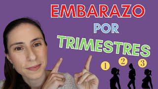 📆🤰🏼ETAPAS del EMBARAZO ¿Cuánto dura  Embarazo TRIMESTRE A TRIMESTRE  EMBARAZO MES A MES❤️ [upl. by Marasco]