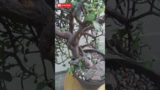 Bonsai❤️Portulacaria Afra 🔸urban yamadori nature bonsailife bonsai garden gunsnroses [upl. by Hinckley]