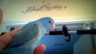 Parrotlets Make THE BEST Pets [upl. by Giaimo]