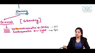 Molecular Techniques In Genetics Basics And Karyotyping [upl. by Cusick614]