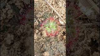 INSECT EATING CARNIVOROUS PLANTDrosera brevifolia Droseraceae family nature trending garden [upl. by Kissie]