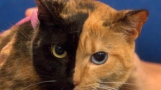 Chimera Cats and Your Mom [upl. by Cower]