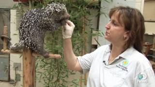 Prehensiletailed Porcupine [upl. by Rebma539]