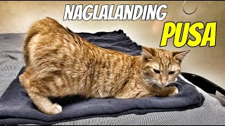 Pusang Naglalandi Panahon na naman nila para magpabuntis Anong dapat gawin [upl. by Stoddard]