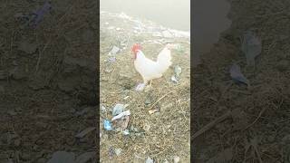 Leghorn chicken leghorn ٽرڙو ڪڪڙ chicken hen amanullahjamali سنڌ جا پکي [upl. by Alec]