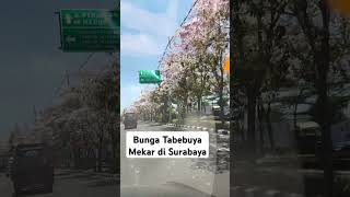 Bunga Tabebuya di Surabaya [upl. by Notla]