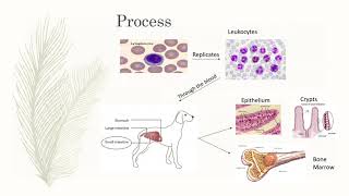 Parvovirus in Dogs [upl. by Amsaj240]