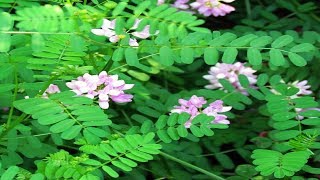 ⟹ Crown Vetch  Securigera varia  Invasive Species [upl. by Aiasi81]