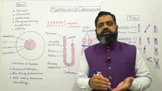 Structure of chromosomes Urdu Hindi medium profmasoodfuzail Morphology of Chromosome [upl. by Izak]