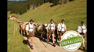 Viehscheid Allgäu 2019  Bolsterlang [upl. by Nemajneb]