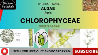 BIO 13 Chlorophyceae Algae [upl. by Ettelorahc]