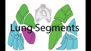 Anatomy of the Lungs  Part 3  Bronchopulmonary Segments [upl. by Dole]