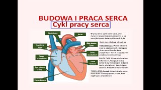 Cykle pracy serca Budowa i działanie serca Praca serca [upl. by Notsew]