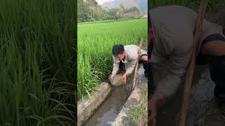 Water diversion technology for irrigating rice [upl. by Rebbecca146]