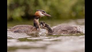 Great Crested Grebes [upl. by Ahtnahc731]