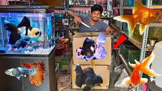 Unboxing New Fishes🐟 புது மீன்கள் வாங்கியாச்சு🐠 [upl. by Loftis]