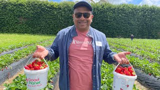 Strawberry 🍓 picking at Riverhead Auckland with family😊 strawberry auckland [upl. by Tse]