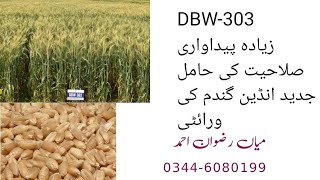 DBW303  Very High yielding early wheat variety [upl. by Eduam]