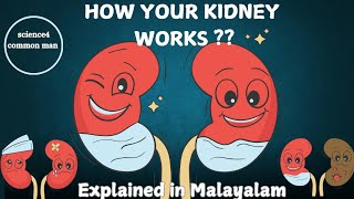 How your kidney works Explained in Malayalam Science 4 common man [upl. by Ellocin]