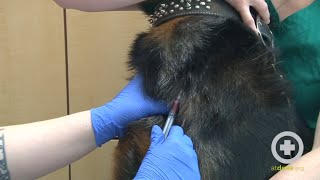 How to Do a Canine Jugular Venipuncture [upl. by Swane285]