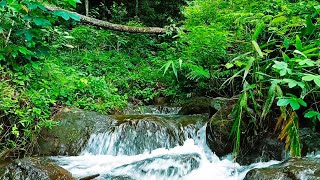 Mountain Stream Soothing Water Sounds for Deep Sleep [upl. by Creighton]