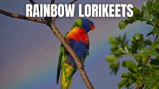 Rainbow Lorikeets Unveiled 10 MustKnow Facts [upl. by Kinny502]