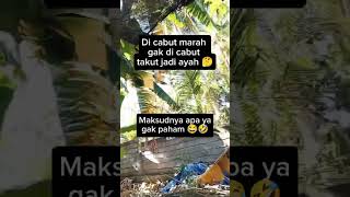 Maksudnya apa ya gak paham [upl. by Diarmit]