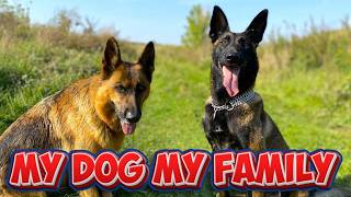 ✅Malinois Linda From Cute Puppy to Devoted Dog Mom in 3 Minutes [upl. by Nuhs830]