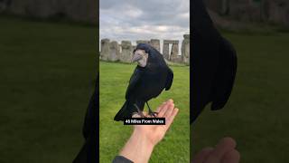 Stonehenge Song with Bird [upl. by Amitaf]