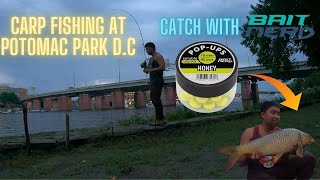 I Caught a Big Carp With baitnerd Boilies  Carp Fishing at Potomac Park DC [upl. by Greta]