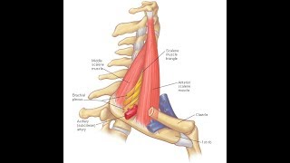 Scalenus anterior amp medius exercises [upl. by Uis]