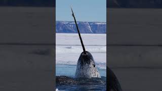 Fun Fact A Narwhal’s Tusk Is Actually Long [upl. by Natsyrk]