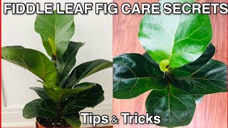 Fiddle Leaf Fig Care  Ficus Lyrata Care Tips  Indoor Jungle House Plants  House Plants 2021 [upl. by Corinna589]