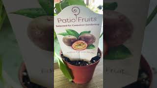 Self pollinating passion fruit vine care tips Produce within the first year fruittrees plants [upl. by Nrevel]