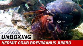 UNBOXING  Kelomang Coenobita Brevimanus Jumbo dan Cangkang Turbo Cornutus  Crabpedia [upl. by Itraa]