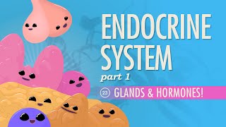 Endocrine System Part 1  Glands amp Hormones Crash Course Anatomy amp Physiology 23 [upl. by Aliled]