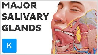 What are the Major Salivary Glands  Human Anatomy  Kenhub [upl. by Coshow875]