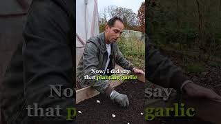 🧄 Planting Garlic is EASY if You Follow These Simple Tips PART 2 [upl. by Enahsal]