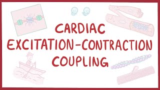 Cardiac excitationcontraction coupling [upl. by Worthington]