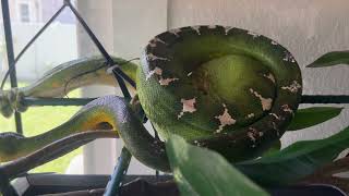 Emerald Tree Boa Giving Birth  Whiterose Litter 2024 [upl. by Georgetta966]