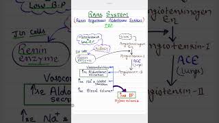 Renin Angiotensin Aldosterone System  RAAS Mechanism   High Blood Pressure [upl. by Burner]