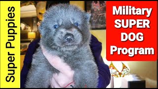 Military SUPER DOG Program  How to Create SUPER PUPPIES [upl. by Narcho]