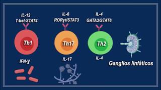 Maduración y diferenciación del linfocito T [upl. by Lecram]