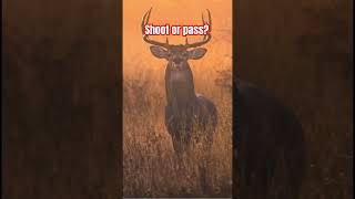 Shoot or pass music deerhunting deer bucks rut [upl. by Airoled]