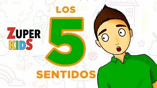 LOS 5 SENTIDOS  para todos [upl. by Ahsekam]