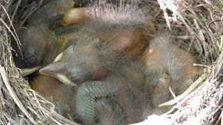 Blackbird nesting [upl. by Mccullough429]