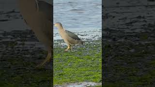 Bauda o huairavo de cacería isladechiloé chiloé aves octubre2024 candelariaquellón quellón [upl. by Ecirtahs]