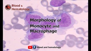 Morphology of Monocyte and Macrophage [upl. by Araem]