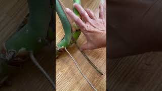 Easy Monstera plant propagation monstera plants propagate propagation shortsfeed plantitas [upl. by Marsiella]